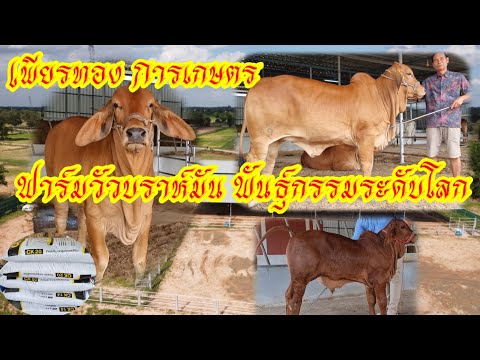 เปิดตัววัวบราห์มันเลือดร้อยแห่ เปิดตัววัวบราห์มันเลือดร้อยแห่