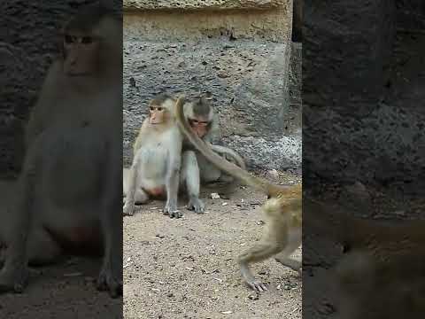 ชีวิตของลิงลิงลพบุรี