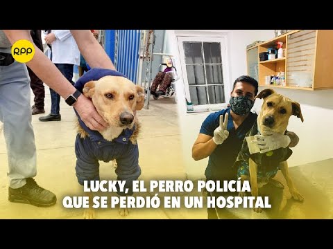 Lucky, el perro policía que se perdió en un hospital