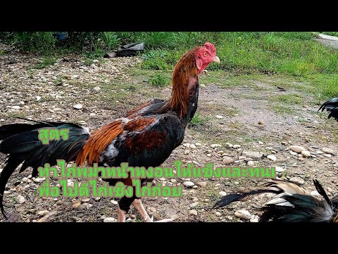 เลี้ยงไก่พม่ายืนๆ-แข้งดีๆ-เพื่ เลี้ยงไก่พม่ายืนๆ-แข้งดีๆ-เพื่