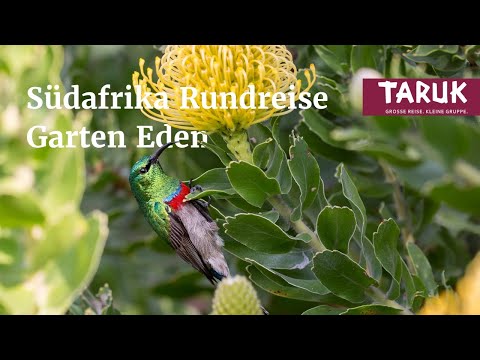 South Africa trip: Garden of Eden – picturesque landscapes and African wildlife | Short film