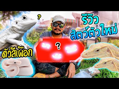 รีวิว-สัตว์ตัวใหม่-ตัวอะไรน๊าา รีวิว-สัตว์ตัวใหม่-ตัวอะไรน๊าา
