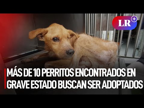 Surco: más de 10 perritos encontrados en grave estado de salud buscan ser adoptados | #LR