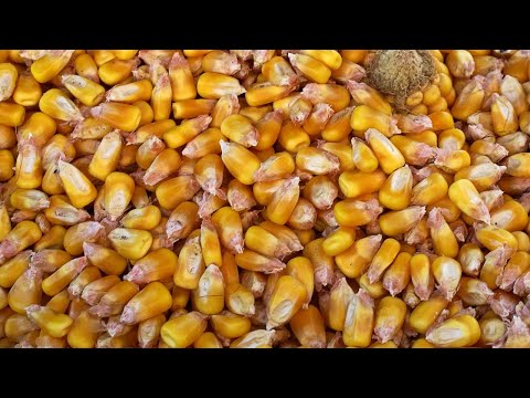 El Gobierno garantiza el abastecimiento de maíz