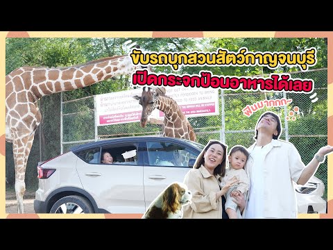 ขับรถบุกสวนสัตว์กาญจนบุรีเปิด