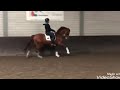 Dressage horse Leuk talentvol dressuurpaard!