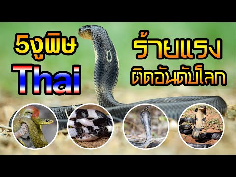 5อันดับงูพิษไทยร้ายแรงจนติดอ