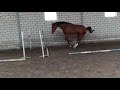 Show jumping horse Mooie, grote merrie uit eigen fokkerij te koop!