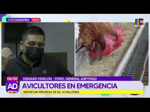 Avicultores en emergencia por brotes de gripe aviar