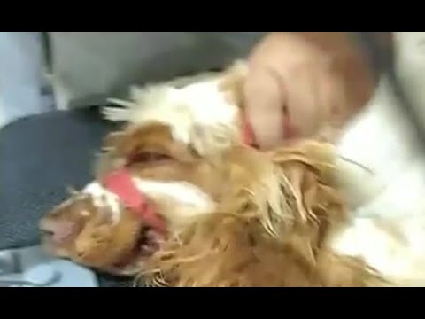 Hombre denuncia la muerte de su mascota por presunta mala praxis en hotel canino