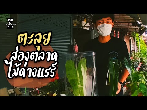 ตะลุยส่องตลาดไม้ด่างแรร์ตลาด