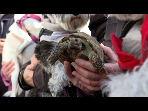 Miles de personas llevan a ser bendecidos a sus animales en la festividad de Sant Antoni Abad