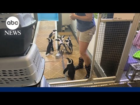 How Tampa's zoo and aquarium are preparing for Hurricane Milton's arrival