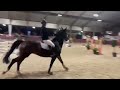 Show jumping horse Te koop 8 jarige ruin
