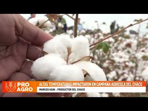 Altas temperaturas impactaron en campaña agrícola del Chaco