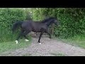 Dressuurpaard 3 jarige zwartbruine ruin (Ferdeaux x Jazz Time x Krack C)
