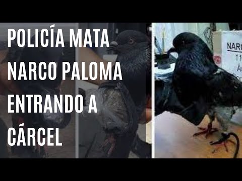 Policía mata narcopaloma intentando entrar droga en Puerto Plata