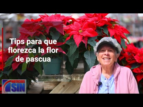 Hogar Verde: Tips para que florezca la flor de pascua