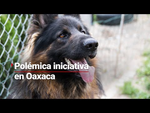 Tras ataque a menor ¿sacrificarán a perros agresivos en Pochutla, Oaxaca?