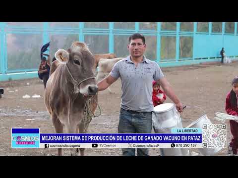 La Libertad: mejoran sistema de producción de leche de ganado vacuno en Pataz