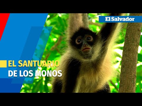 Entre hojas y manglares, el santuario de los monos araña de El Salvador