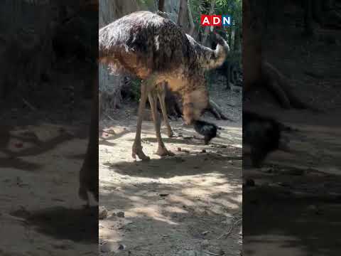 Incendio en cerro San Cristóbal: así se encuentran los animales del Zoológico Nacional