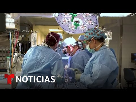 Así sucedió en el quirófano el trasplante de un riñón de cerdo a un ser humano | Noticias Telemundo