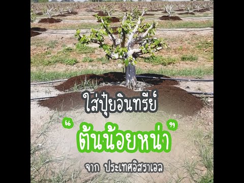 ใส่ปุ๋ยอินทรีย์-ต้นน้อยหน่า-EP ใส่ปุ๋ยอินทรีย์-ต้นน้อยหน่า-EP