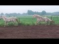 Allround-pony Camargue hengstveulen(s)