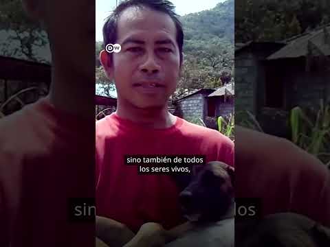 Mascotas rescatadas en Indonesia tras la erupcio?n de un volca?n
