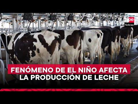 GALEP: ¿Qué problemas enfrentaría la ganadería ante la llegada del Fenómeno de El Niño?