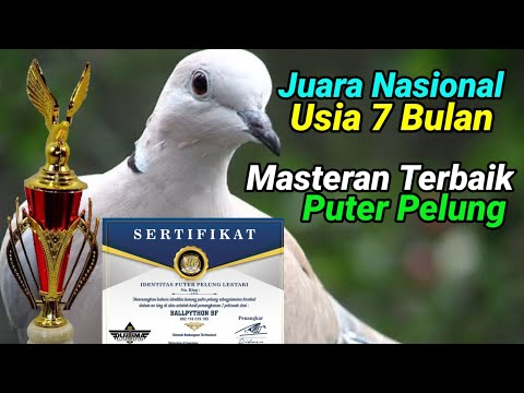 Juara Nasional, USIA 7 Bulan, Masteran Terbaik Puter PELUNG
