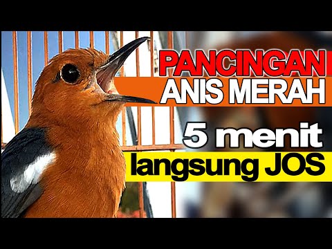 Pancingan ANIS MERAH GACOR Ga Perlu Lama Burung Biar Bunyi Ngeplong di Jamin Sampai Teler YAKIN bos