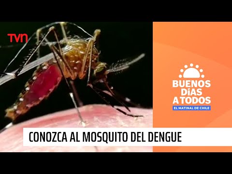 En alerta e informados: Conozca al mosquito del dengue | Buenos días a todos