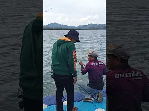 ปลาหูช้างfishingmancingตกปล