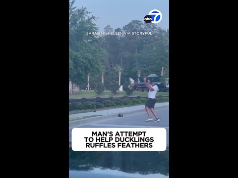 Man's attempt to help ducklings ruffles feathers