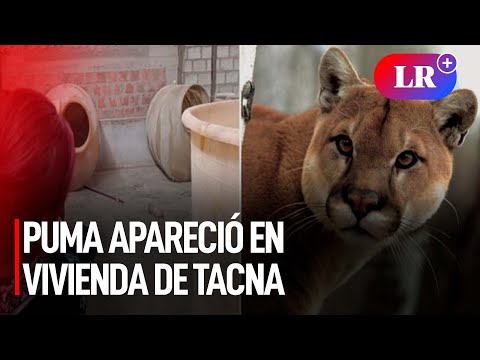 Puma apareció en vivienda de Tacna y generó zozobra entre los vecinos | #LR