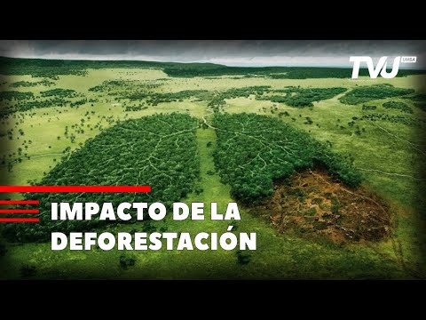 IMPACTO DE LA DEFORESTACIÓN