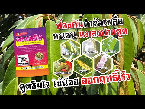 ป้องกันกำจัดเพลี้ยแป้ง-เพลี้ยไ ป้องกันกำจัดเพลี้ยแป้ง-เพลี้ยไ