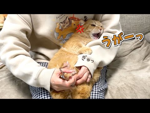 苦手な爪切りをママの腕にしがみついて耐える猫が可愛すぎる！