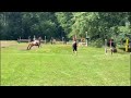 خيل منافسات الفروسية (Junioren) Eventing paard
