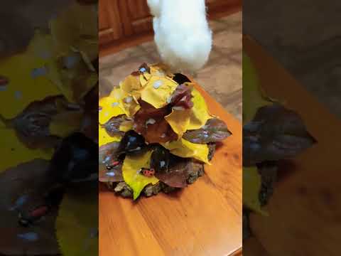 Задумчивый ёжик #ежик #hedgehog #shorts