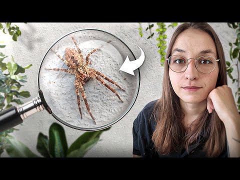 4 minutes pour comprendre la ZOROPSE à PATTES EPINEUSES (Araignée Nosferatu)