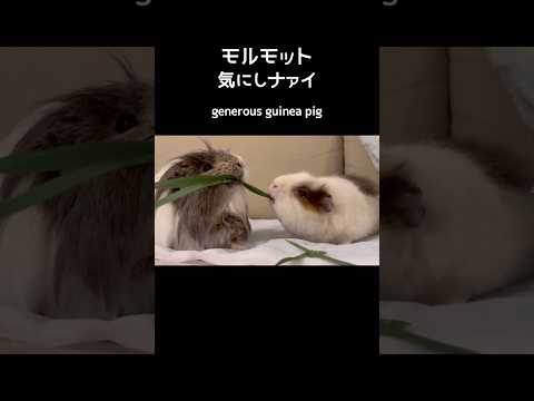 細かいことは気にしないモルモット