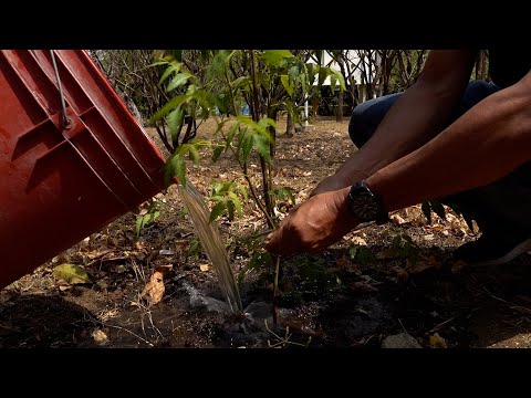 UNAN-Managua conmemora el «Día Mundial de la Tierra» con una jornada ambiental