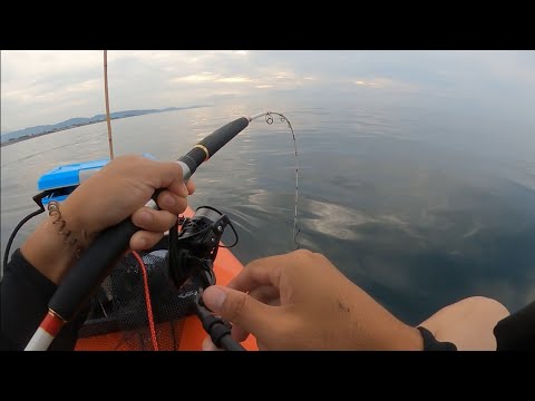 海釣りハイシーズンに、ちょいと沖に出て釣りをしたら🎣