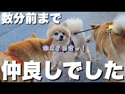 一緒に散歩に出るも、実家ポメラニアンに「忘れられ」威嚇される柴犬