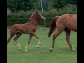 حصان الفروسية Sjieke vos, gezonde T-A stam