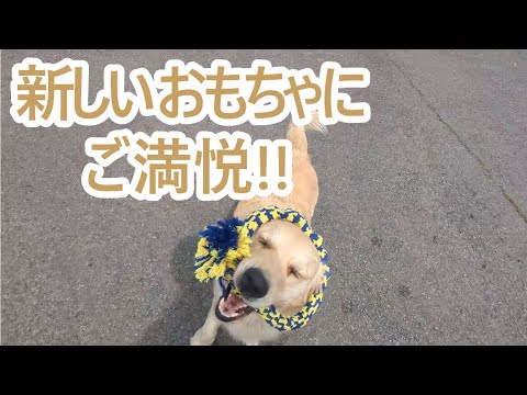 ご機嫌だね。新しいおもちゃにご満悦。ゴールデンレトリバーティト サムネイル