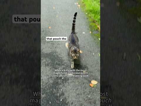 Kitty with a magnificent PRIMORDIAL POUCH <strong>joins</strong> us for a walk 🐈 #cat #animals